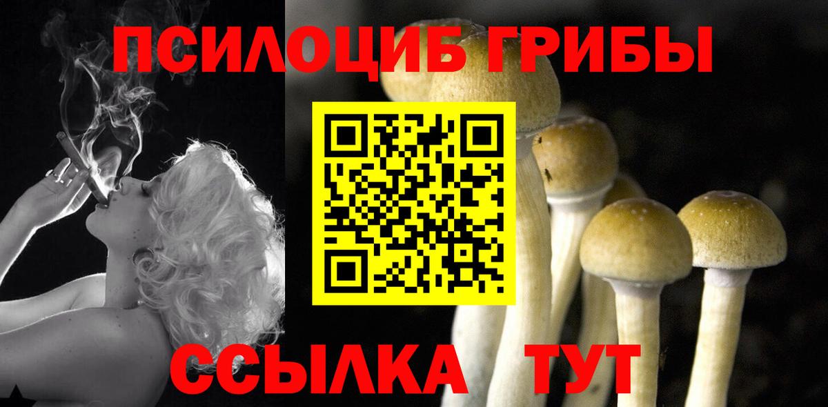 Галлюциногенные грибы Psilocybe Омск